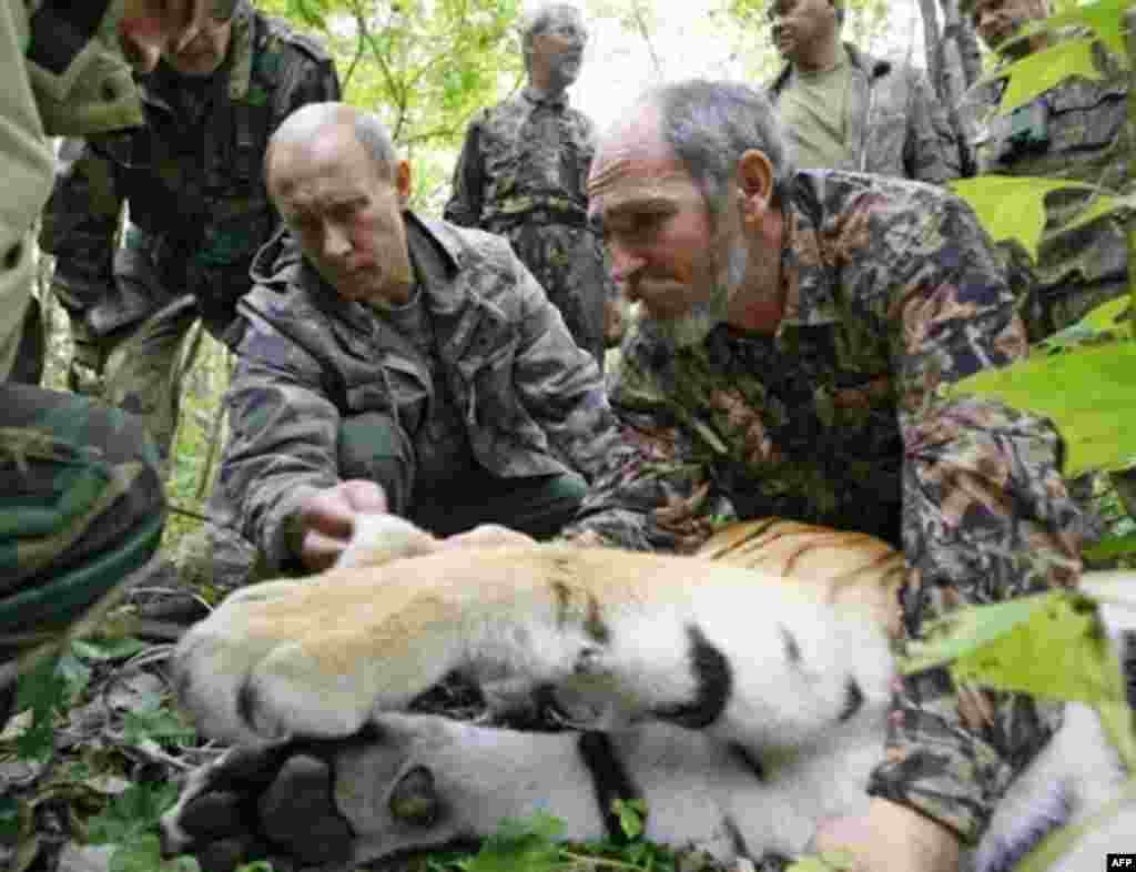 2008-ci ilin avqustu. Putin Sibir pələngini işarələyən alimlərə k&ouml;mək edir. 