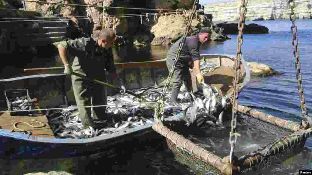 Сотрудники рыбной фермы ловят кефаль в водах Черного моря на мысе Тарханкут, 3 октября 2017 года