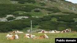 Английским буренкам запретили перемещаться по стране